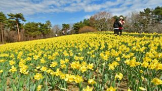 HABU 花の風景 61.5×74cm main-320x180.jpg