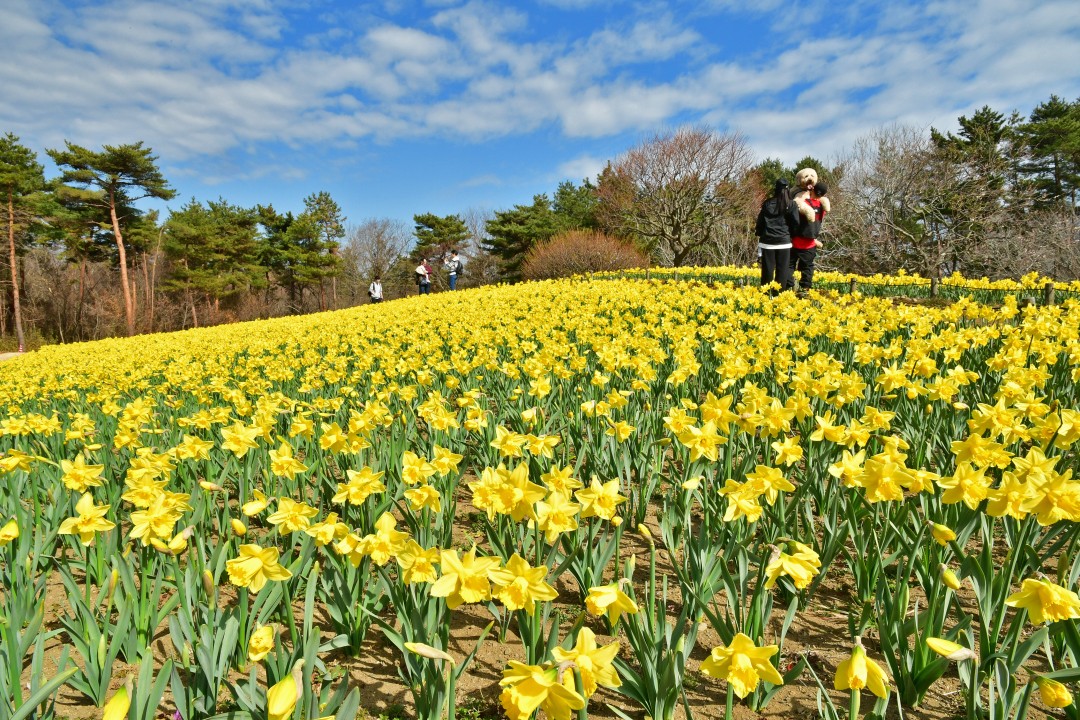 早咲きスイセンが見ごろです！一足早く春が到来♪ウメの花もいい感じ