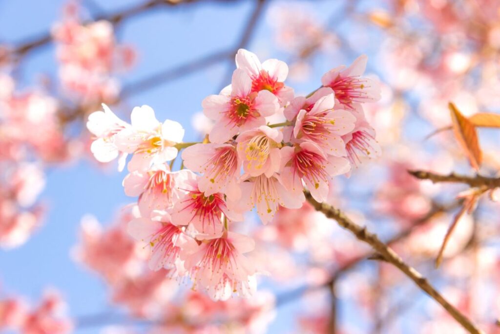 ひたちなか市桜スポット