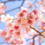 ひたちなか市桜スポット