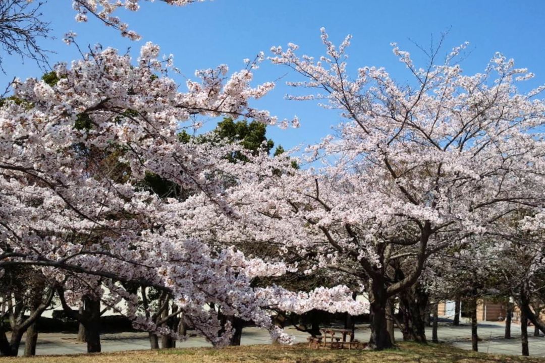 那珂湊運動公園の桜